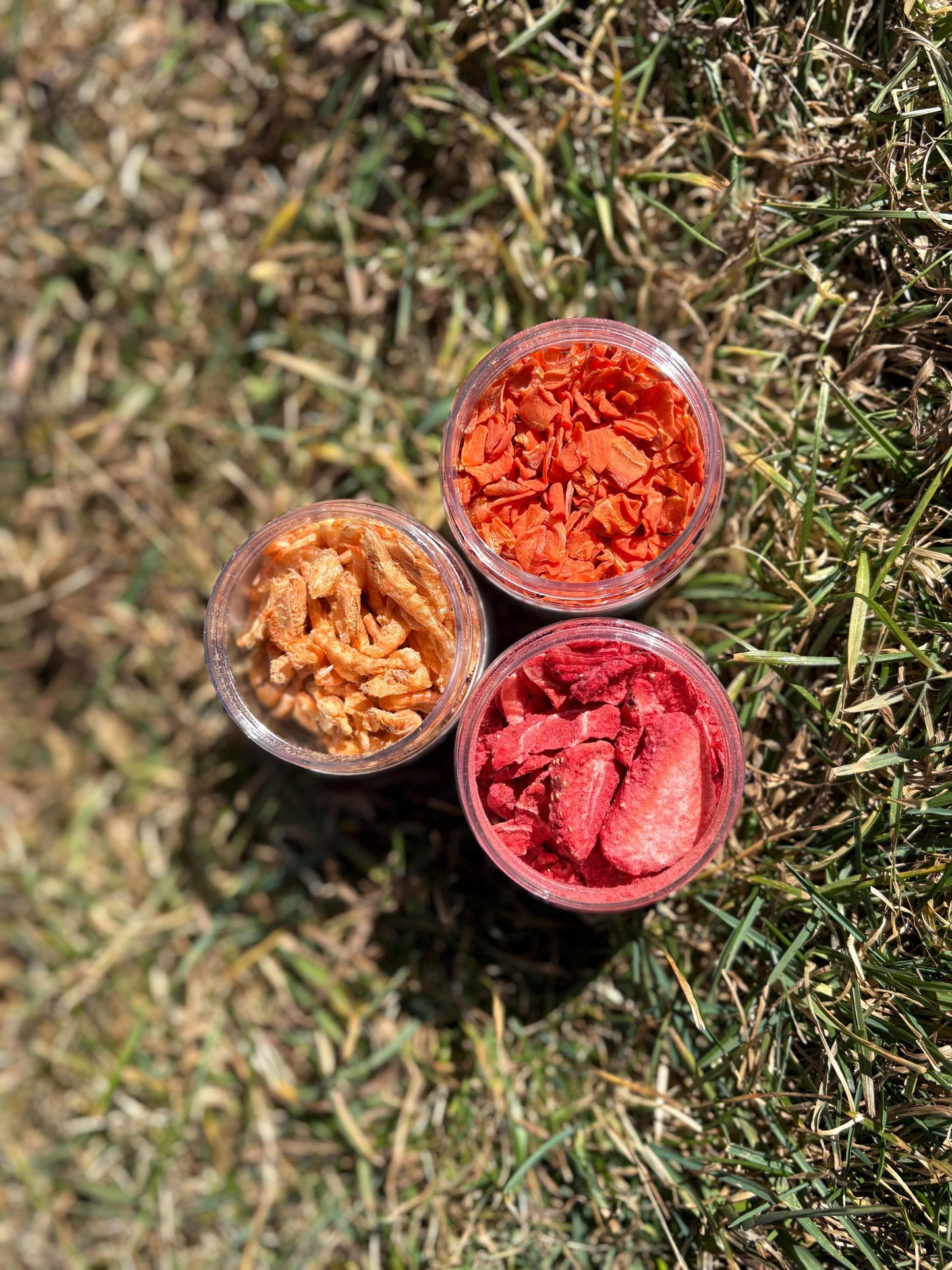 Inverte-bites Isopod/Invertebrate Treat Variety – Carrot, Strawberry & Krill | Natural Invertebrate Snacks