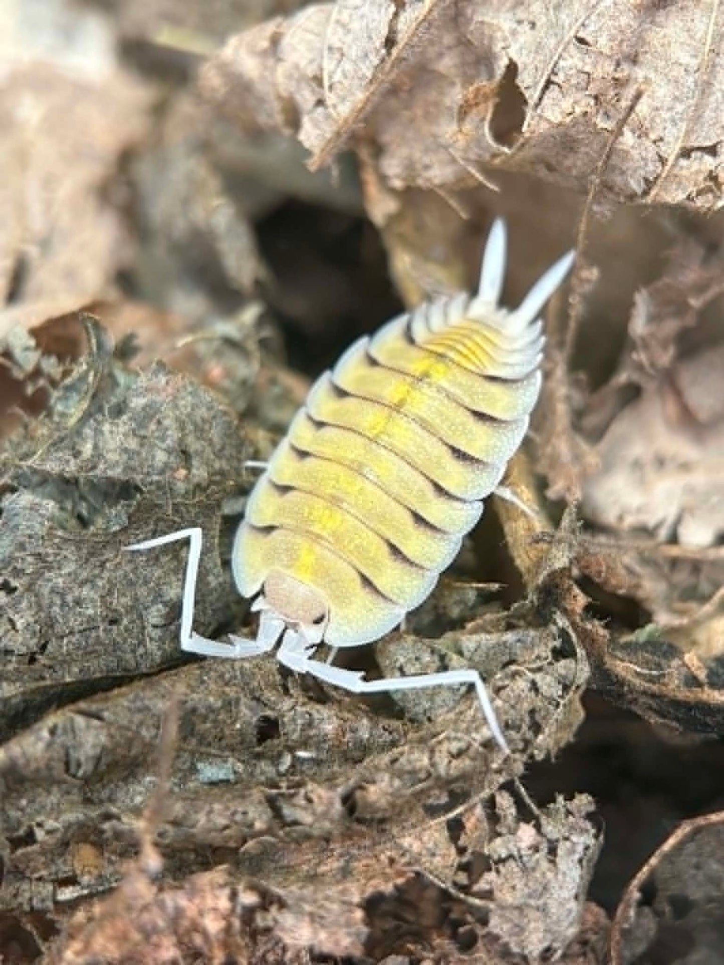 Porcellio Bolivari