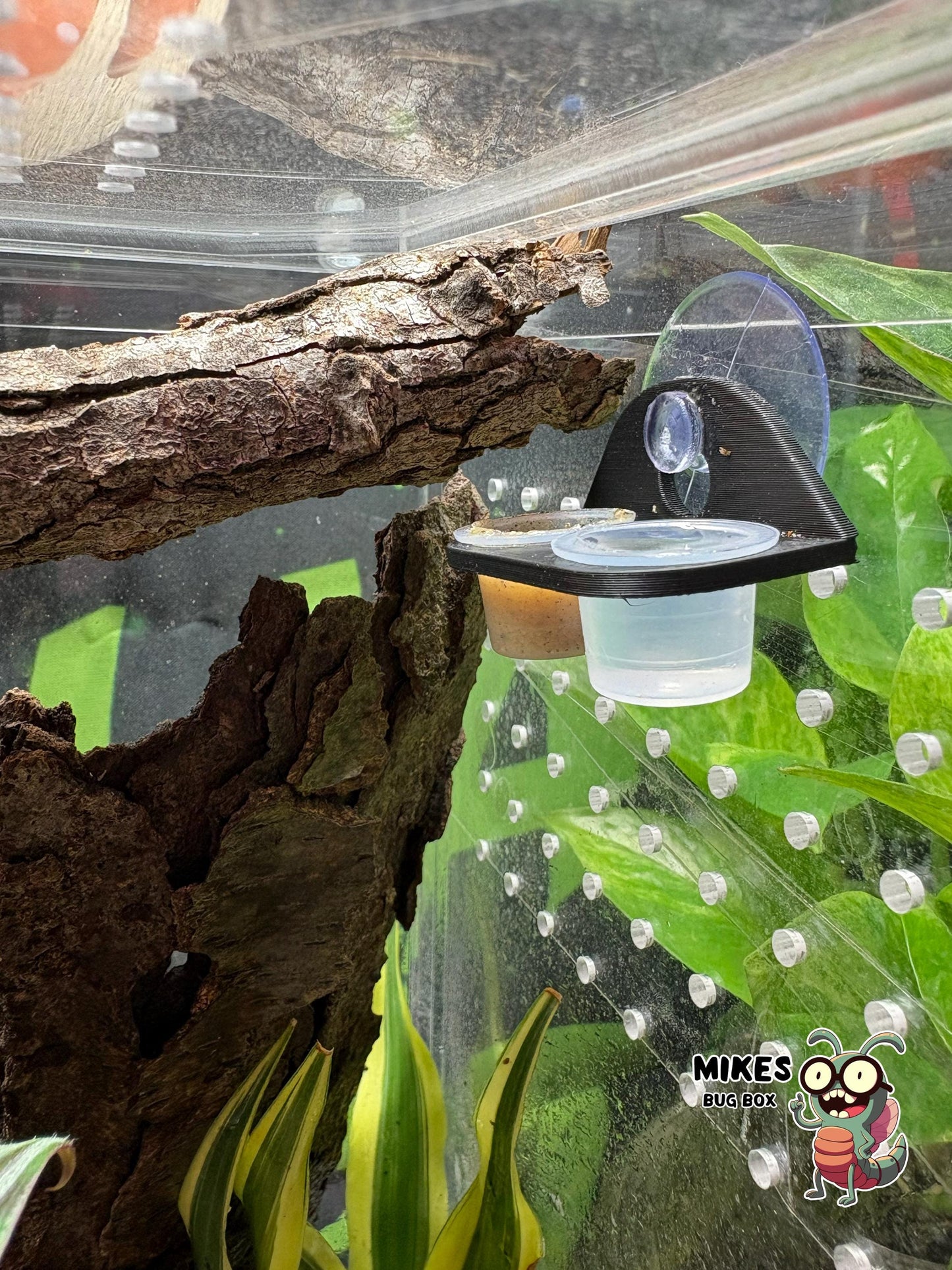 Mourning Gecko Feeding Ledge