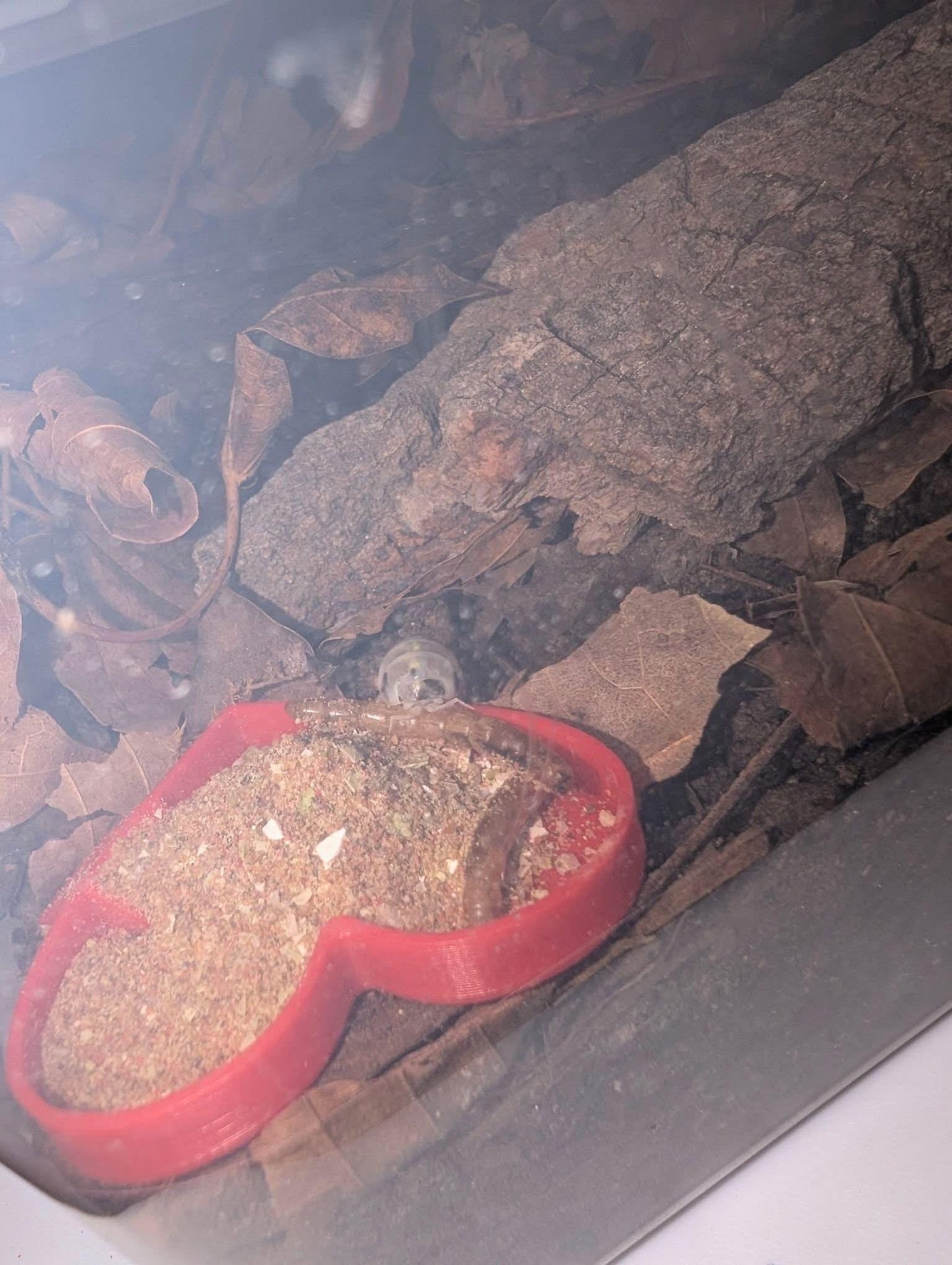 Heart Isopod Food/Water Bowl | Gecko Calcium Dish | 5 PACK