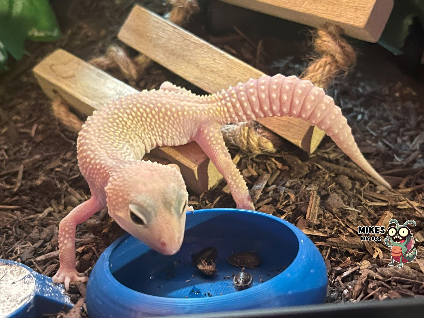 2-Pack Reptile “No Escape” Feeder Bowl – Custom Color Choice