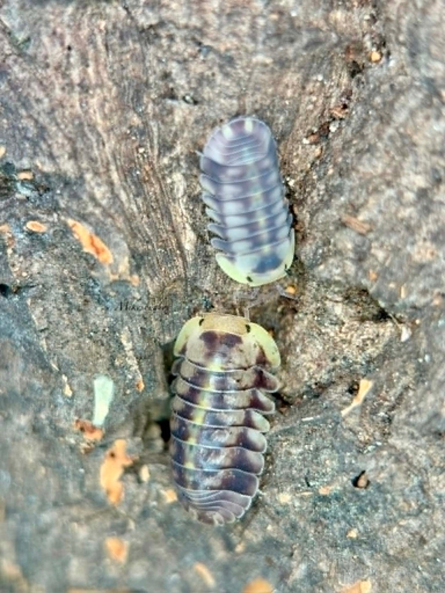 Cubaris sp. Green Laser