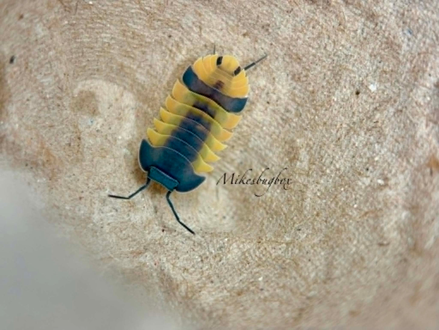 Ardentiella Pastel Lava